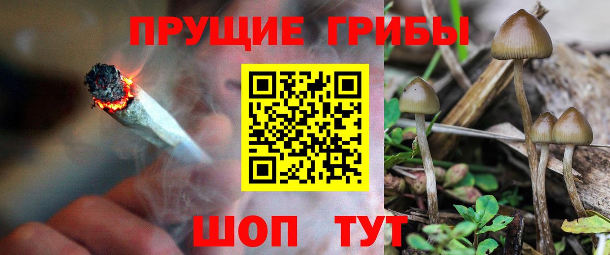 Ейск  Галлюциногенные грибы Psilocybine cubensis  Вход с VPN 